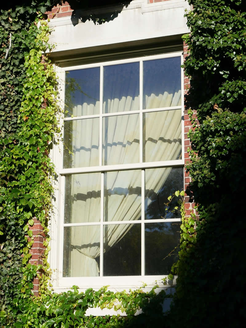 Traditional sash window with fixed lift-out panels, surrounded by ivy, showcasing curtains and sunlight, representing secondary glazing solutions for energy efficiency and noise reduction.